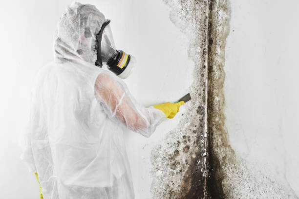 Best Home Mold Removal  in Laurel Springs, NJ