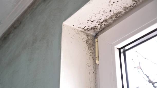 Crawl Space Mold Removal in Laurel Springs, NJ