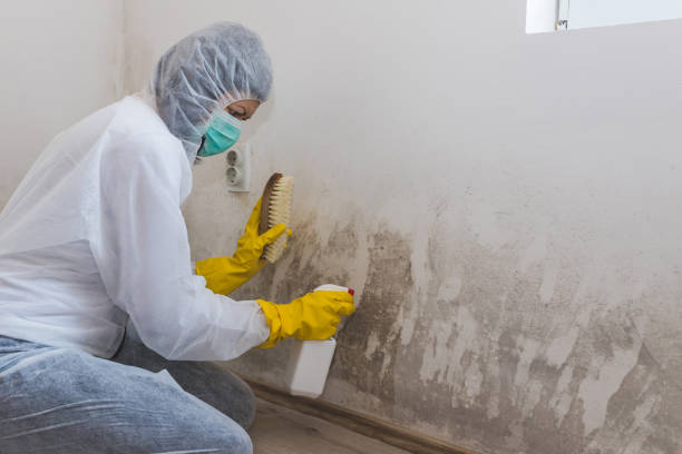 Best Professional Mold Removal  in Laurel Springs, NJ