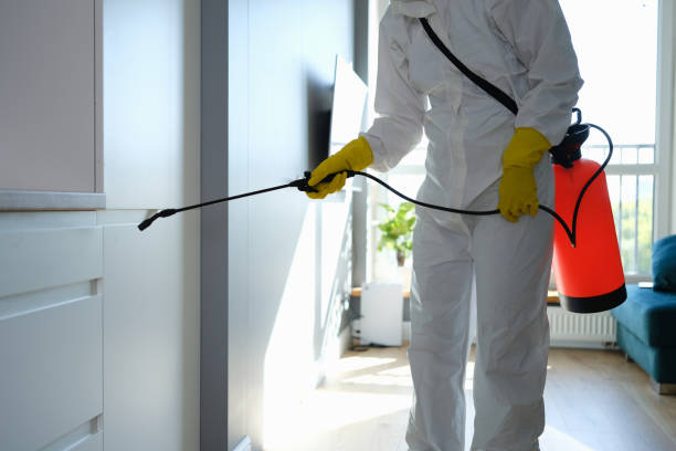 Best Local Mold Removal Service  in Laurel Springs, NJ
