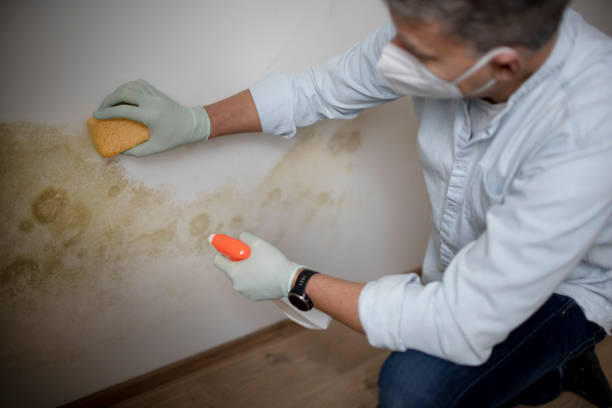 Best Best Mold Removal Companies  in Laurel Springs, NJ