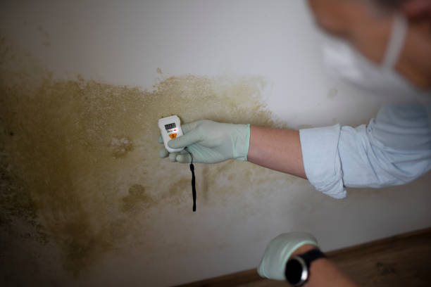 Professional Mold Removal in Laurel Springs, NJ
