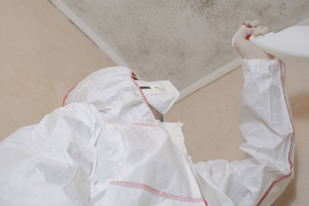 Trusted Laurel Springs, NJ Mold Removal Experts