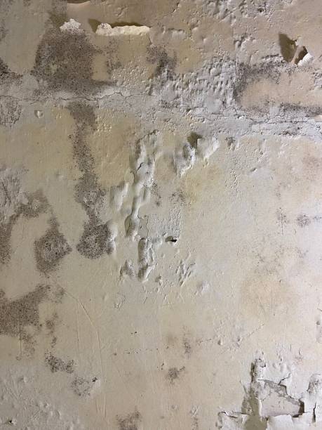Best Fast Mold Removal  in Laurel Springs, NJ