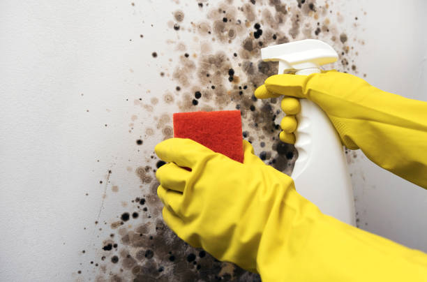 Mold Removal and Inspection in Laurel Springs, NJ
