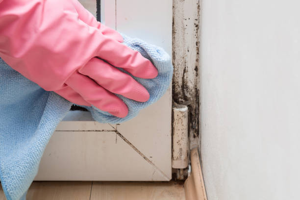 Best Residential Mold Removal  in Laurel Springs, NJ