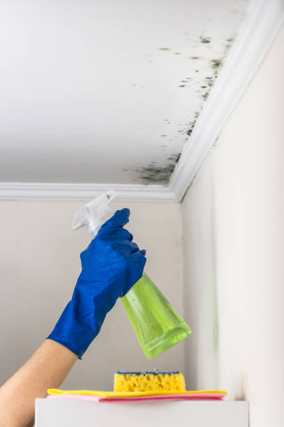 Best Commercial Mold Removal  in Laurel Springs, NJ