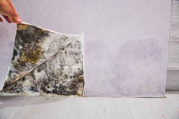 Best Residential Mold Removal  in Laurel Springs, NJ